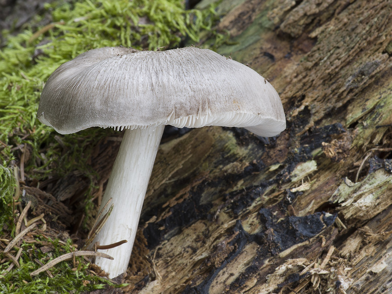 Pluteus pouzarianus